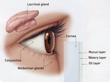 lacrimal1